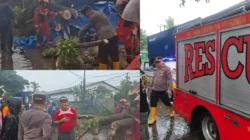 Hujan Disertai Angin Kencang, Pohon Tumbang Timpa Mobil Penjual Rambutan di Makassar