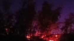 Api Melalap Hutan Pinus Malino, Gowa, Padam Setelah Hampir Empat Jam