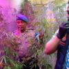 ASN PPPK Diduga Sulap Rumah Jadi Kebun Ganja, 73 Tanaman Disita Polisi