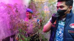 ASN PPPK Diduga Sulap Rumah Jadi Kebun Ganja, 73 Tanaman Disita Polisi.