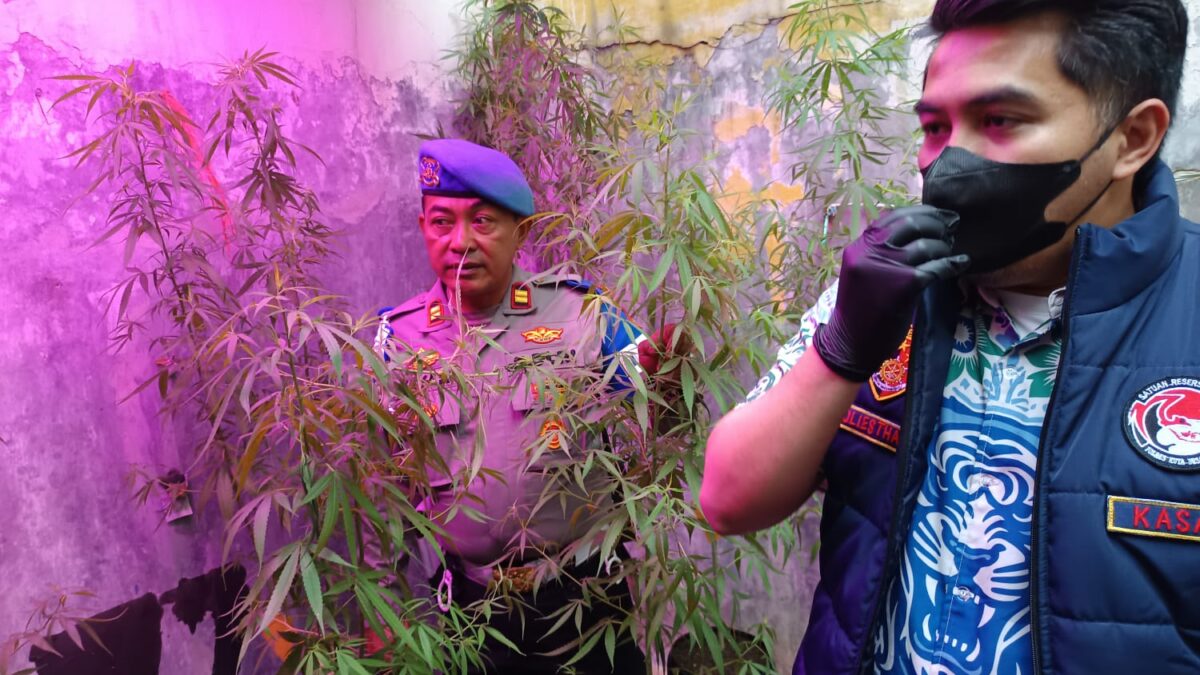 ASN PPPK Diduga Sulap Rumah Jadi Kebun Ganja, 73 Tanaman Disita Polisi.
