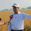 Metode Pertanian Modern Diklaim Bisa Gandakan Produksi Padi hingga 12 Ton