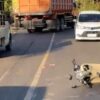 Dua Mahasiswa Tewas Terlindas Dump Truck di Jalan Poros Maros-Bone
