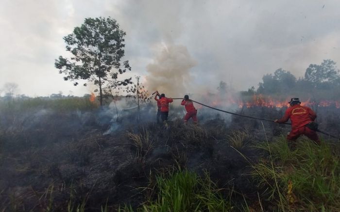 10 Hektare Lahan Warga di Poso Terbakar, Diduga Dipicu Puntung Rokok