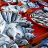 Ikan Indonesia Rp200 Triliun Lebih Dicuri Nelayan Negara Lain