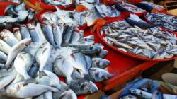 Ikan Indonesia Rp200 Triliun Lebih Dicuri Nelayan Negara Lain