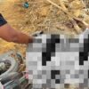 Kecelakaan Maut di Mamuju, Pemotor MX King Tewas Tabrak Truk Fuso