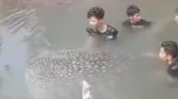 Hiu Paus Tutul 3,5 Meter Terdampar di Tambak Udang Muna, Warga Langsung Evakuasi