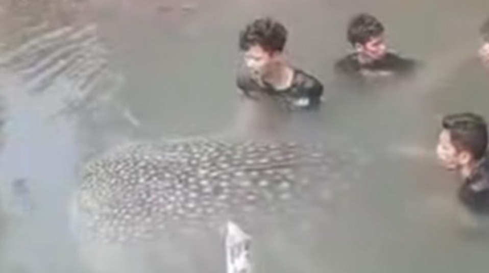 Seekor hiu paus tutul berukuran sekitar 3,5 meter mendadak muncul di lokasi yang tidak biasa, yakni sebuah tambak udang milik warga di Kabupaten Muna, Sulawesi Tenggara