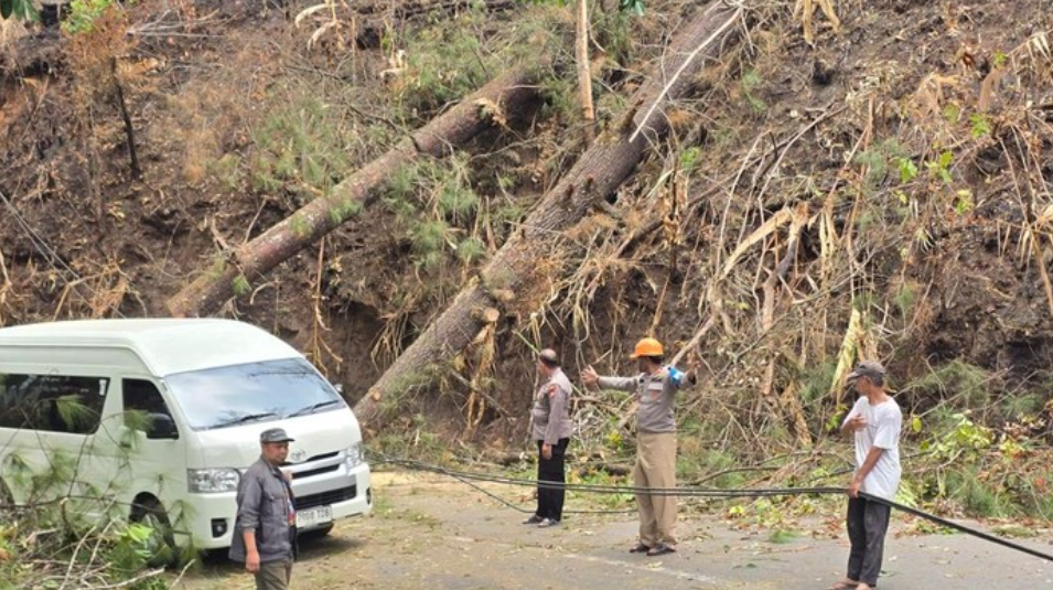 Pohon tumbang di ruas jalan Malino, Kabupaten Gowa.