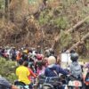 Pohon Pinus Bekas Karhutla Tumbang di Malino Gowa, Antrean Kendaraan Capai 1 Kilometer