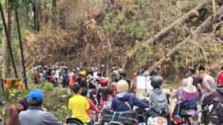 Pohon Pinus Bekas Karhutla Tumbang di Malino Gowa, Antrean Kendaraan Capai 1 Kilometer