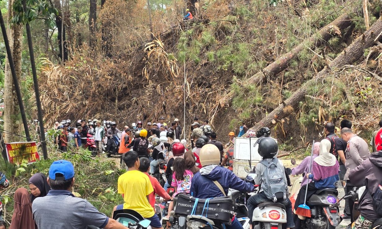 Pohon pinus yang diduga terdampak Karhutla tumbang dan menutup Jalan Poros Malino–Benteng Tinggia, Kabupaten Gowa, Sabtu (31/10/2026).