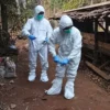 Bakteri Antraks Terdeteksi di Gunungkidul, Kementan Perkuat Pengendalian