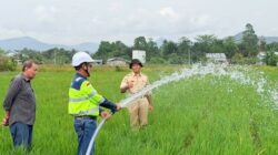 Peneliti Unhas Ciptakan Padi Tahan Kekeringan-Hadapi Kemarau
