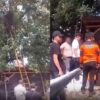 Petik Alpukat untuk Istri Hamil, Pria 33 Tahun Tewas Tersengat Listrik